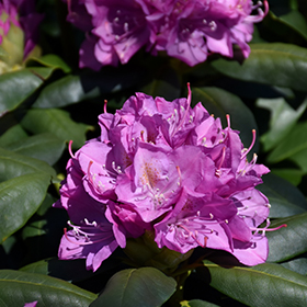 Roseum Elegans Rhododendron #6 gallon pot - 24-30" spread