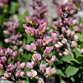 Decadence Pink Truffles False Indigo #2 gallon pot - Proven Winners