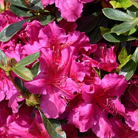 Girard's Fuchsia Evergreen Azalea #3 gallon pot - 15-18" spread