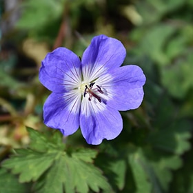 Azure Rush Cranesbill #1 gallon pot