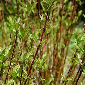 Arctic Fire Red Twig Dogwood #3 gallon pot - Proven Winners