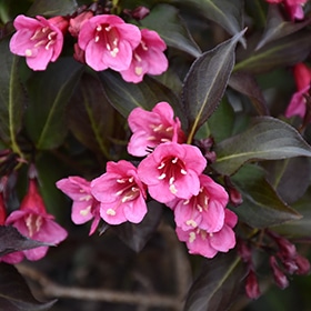 Wine and Roses Weigela #3 gallon pot - Proven Winners