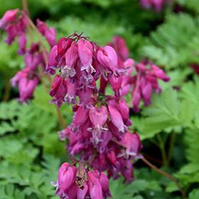Luxuriant Bleeding Heart #1 gallon pot