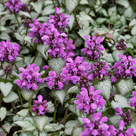 Purple Dragon Spotted Dead Nettle #1 gallon pot