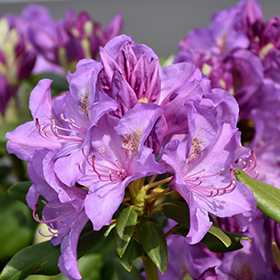 Boursault Rhododendron #6 gallon pot - 30-36" spread