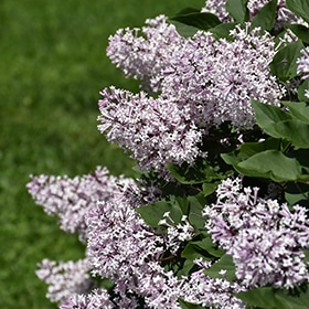Miss Kim Lilac #3 gallon pot