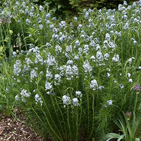 Narrow-Leaf Blue Star #1 gallon pot