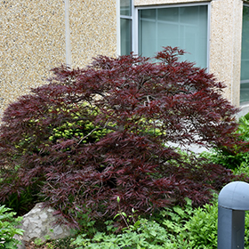 Red Dragon Japanese Maple #15 gallon pot