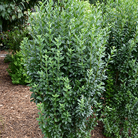 Straight Talk Privet #3 gallon pot