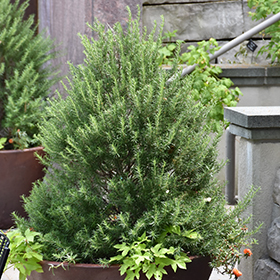 Tuscan Blue Rosemary 3.25"/pint pot - Chef Jeff