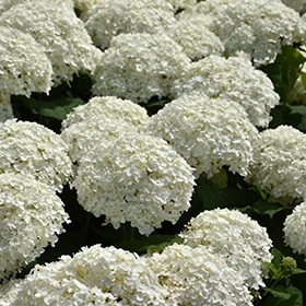 Incrediball Hydrangea #3 gallon pot - Proven Winners