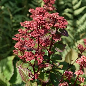 Bronze Peacock Rodgersia #1 gallon pot