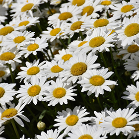 Becky Shasta Daisy #2 gallon pot