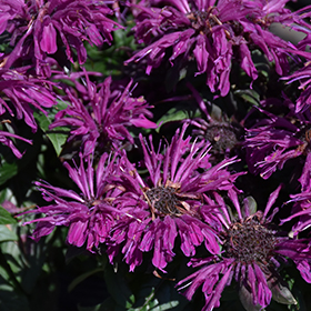Rockin' Raspberry Beebalm #2 gallon pot