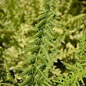 Victoriae Lady Fern #1 gallon pot