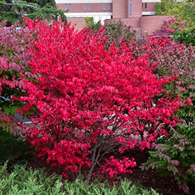 Compact Winged Burning Bush #7 gallon pot - 30" height