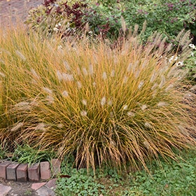 Hameln Dwarf Fountain Grass #1 gallon pot