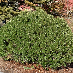 Shamrock Inkberry Holly #3 gallon pot