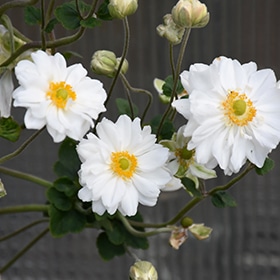Whirlwind Anemone #1 gallon pot