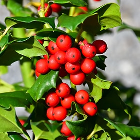China Girl Meserve Holly #2 gallon pot