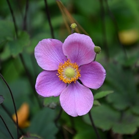 Lucky Charm Anemone #1 gallon pot