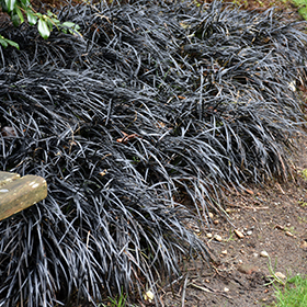 Black Mondo Grass 3.25"/pint pot