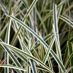Ice Ballet Sedge #1 gallon pot
