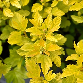Tiny Wine Gold Ninebark #3 gallon pot - Proven Winners