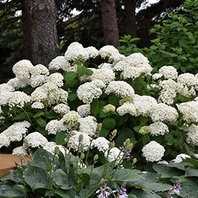 Annabelle Hydrangea #3 gallon pot