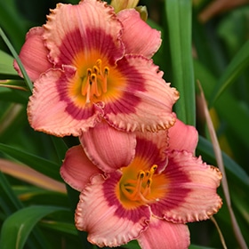 Strawberry Candy Daylily #1.5 gallon pot