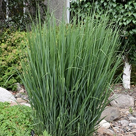 Northwind Switch Grass #3 gallon pot