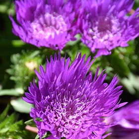 Honeysong Purple Aster #1.5 gallon pot