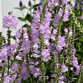 Pink Manners Obedient Plant #2 gallon pot