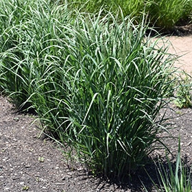 Prairie Winds Apache Rose Switch Grass #2 gallon pot - Proven Winners