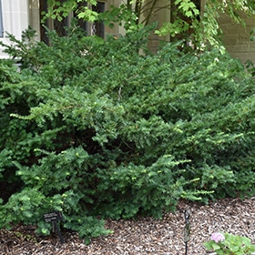 Ward's Yew #5 gallon pot