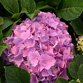L.A. Dreamin' Hydrangea #3 gallon pot