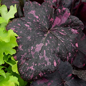 Midnight Rose Coral Bells #1.5 gallon pot