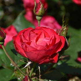 Oso Easy Double Red Rose #3 gallon pot - Proven Winners