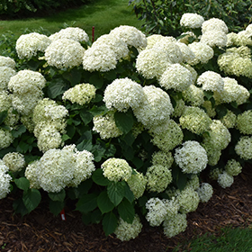 Invincibelle Limetta Hydrangea #1.5 gallon pot - Proven Winners