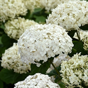 Invincibelle Wee White Hydrangea #2 gallon pot - Proven Winners