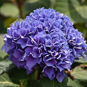 Let's Dance Rhythmic Blue Hydrangea #3 gallon pot - Proven Winners