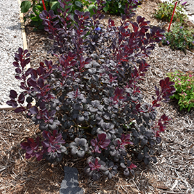 Winecraft Black Smokebush #1.5 gallon pot - Proven Winners