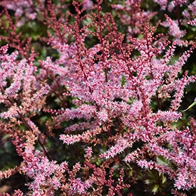 Delft Lace Astilbe #1.5 gallon pot