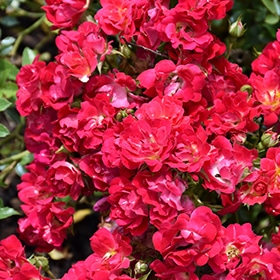 Red Drift Rose #2 gallon pot - Drift