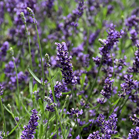 SuperBlue Lavender 6" pot - Stone Cottage farm