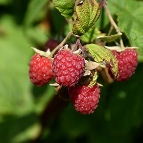 Encore Raspberry #2 gallon pot - Hollybrook Farms