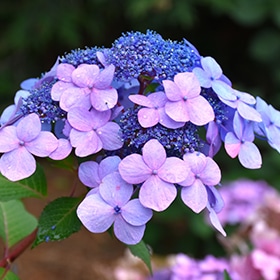 Twist-n-Shout Hydrangea #5 gallon pot - Endless Summer