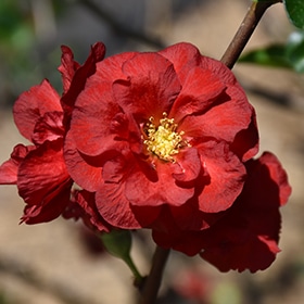 Double Take Scarlet Flowering Quince #3 gallon pot - Proven Winners
