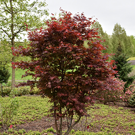 Emperor I Japanese Maple #3 gallon pot