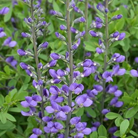Blue Wild Indigo #1 gallon pot